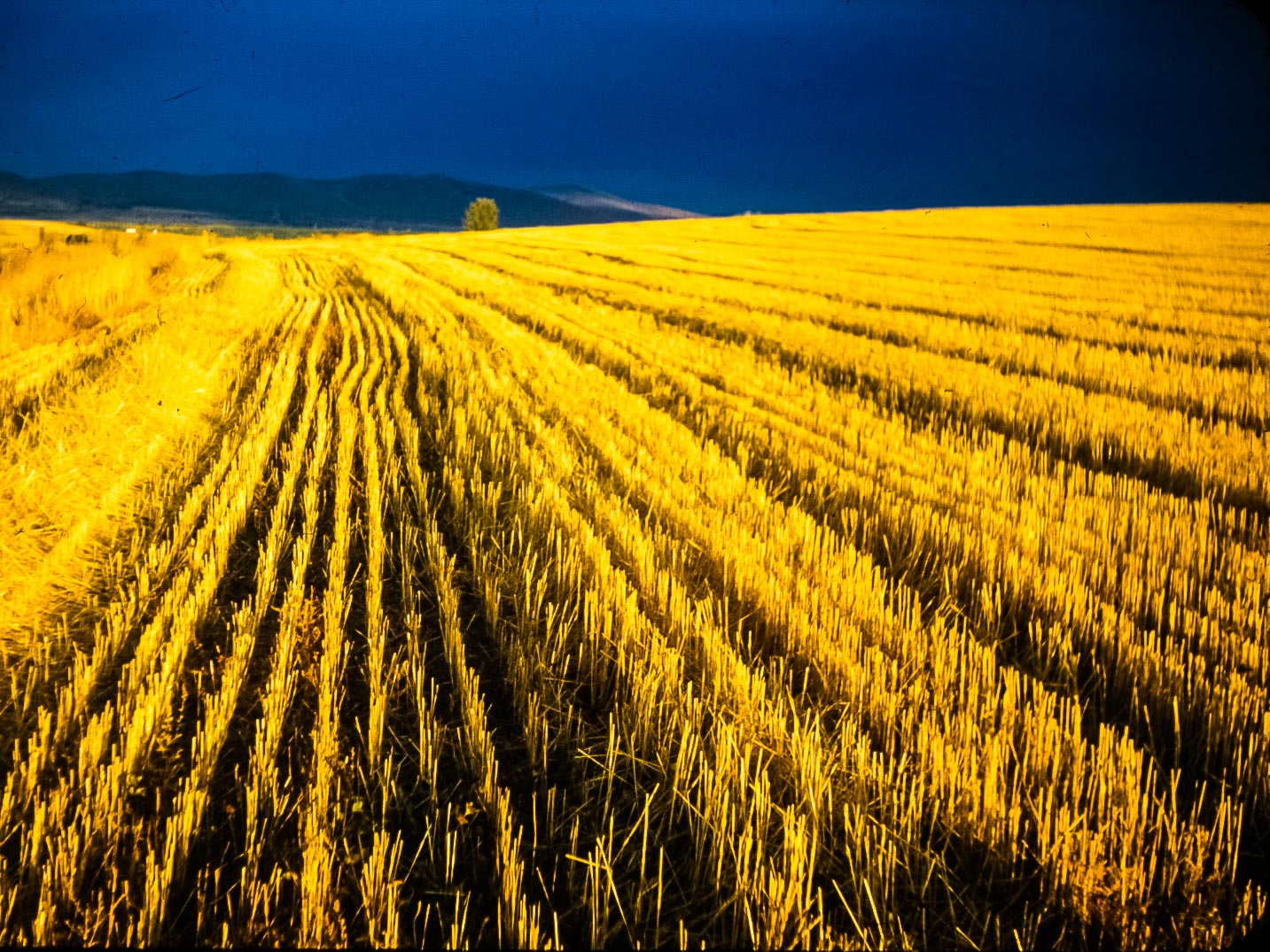 Stubble field