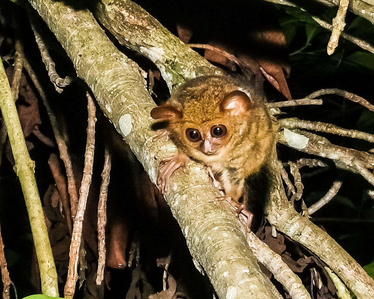 Young tarsier