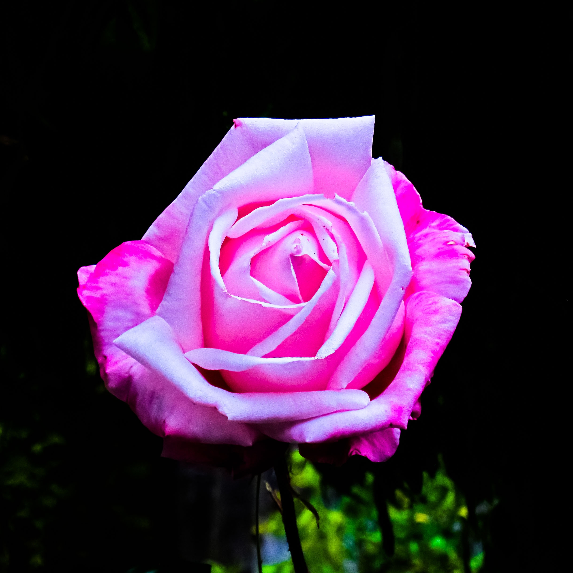 A rose