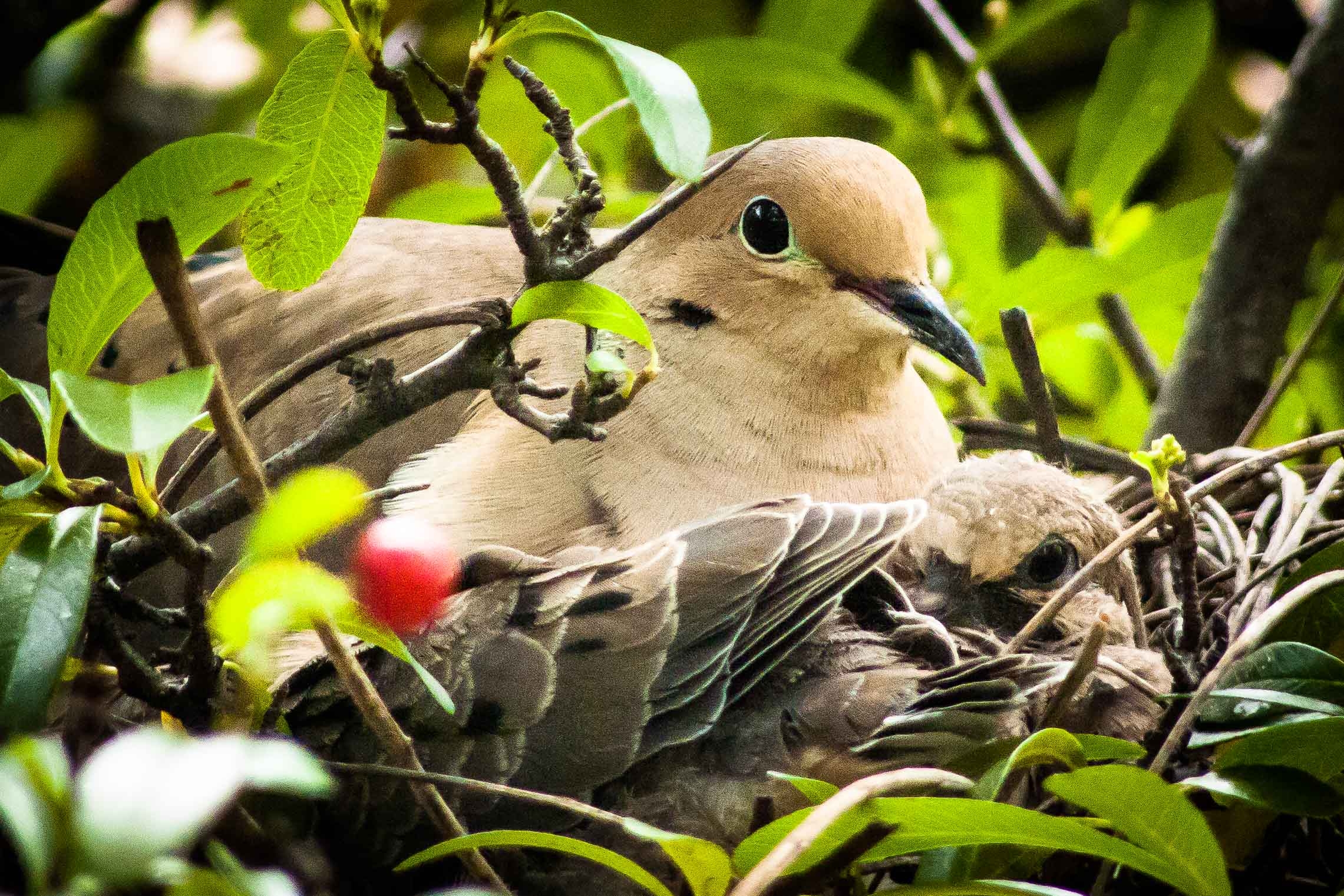 Nesting dove