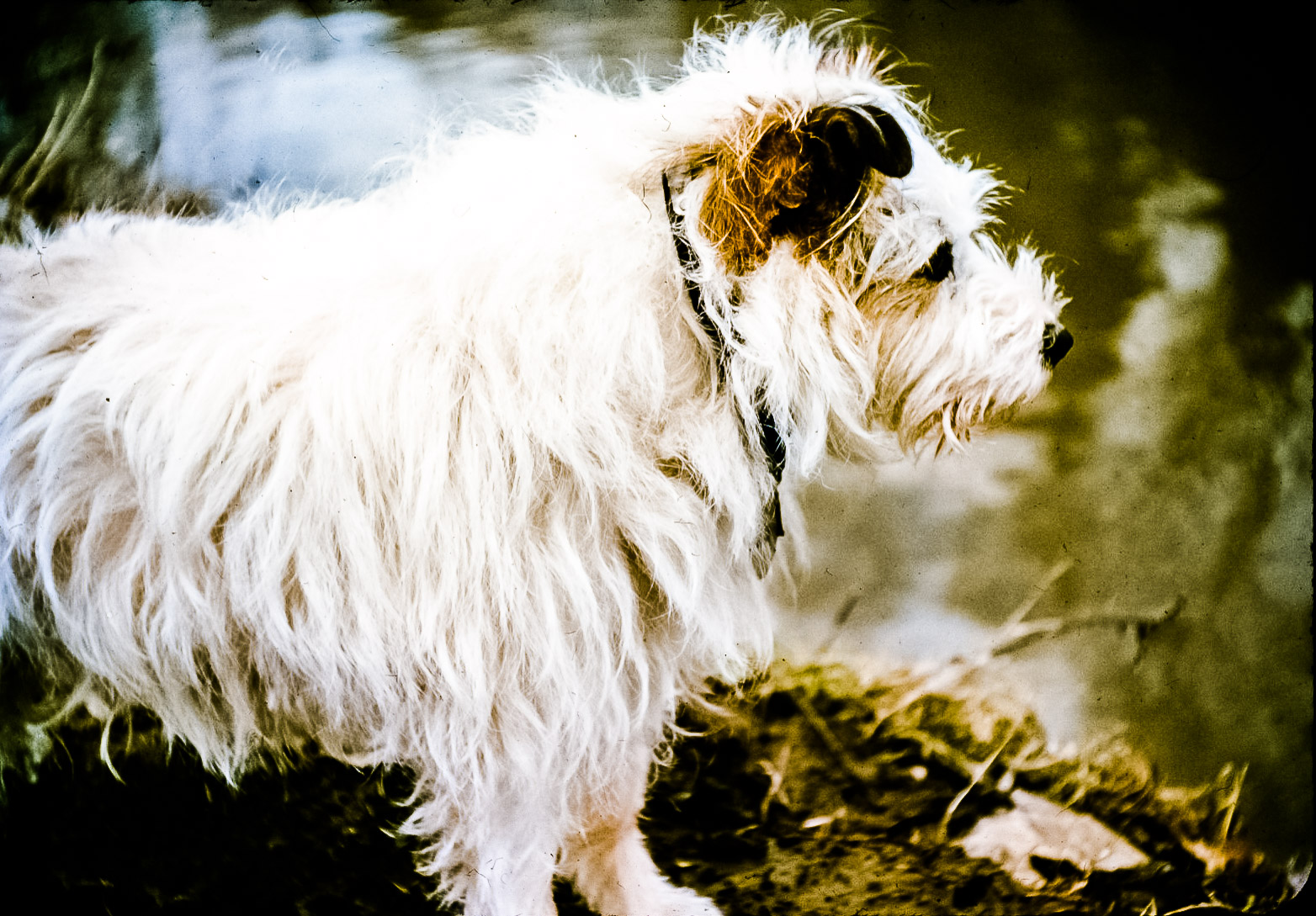 Jerry, a good old dog.