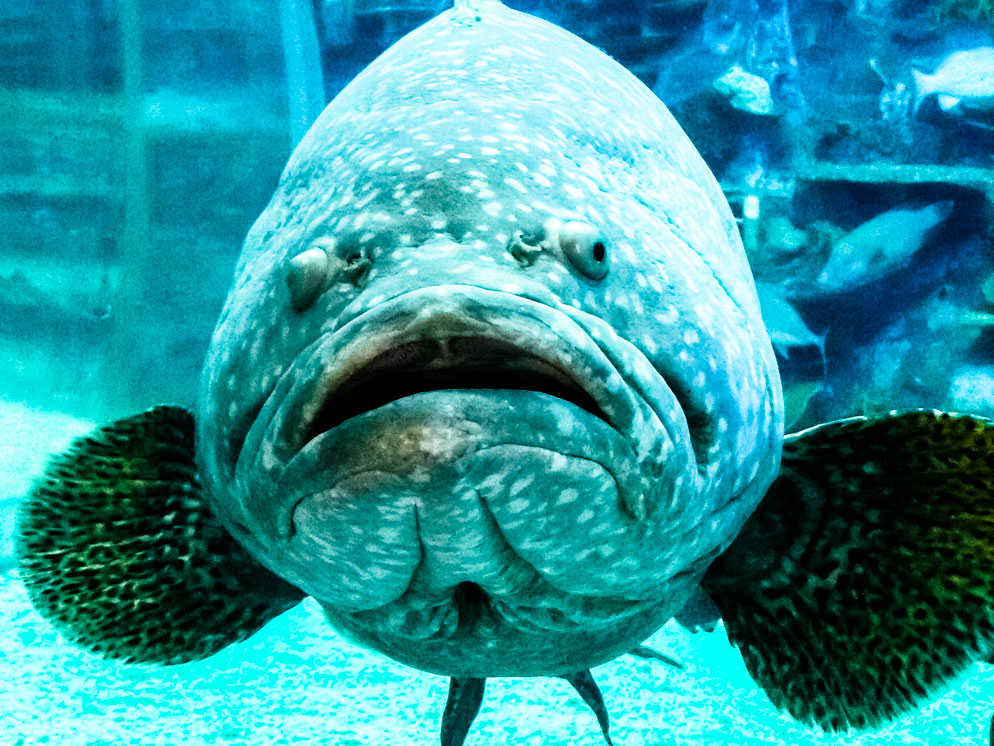 fish.jpg