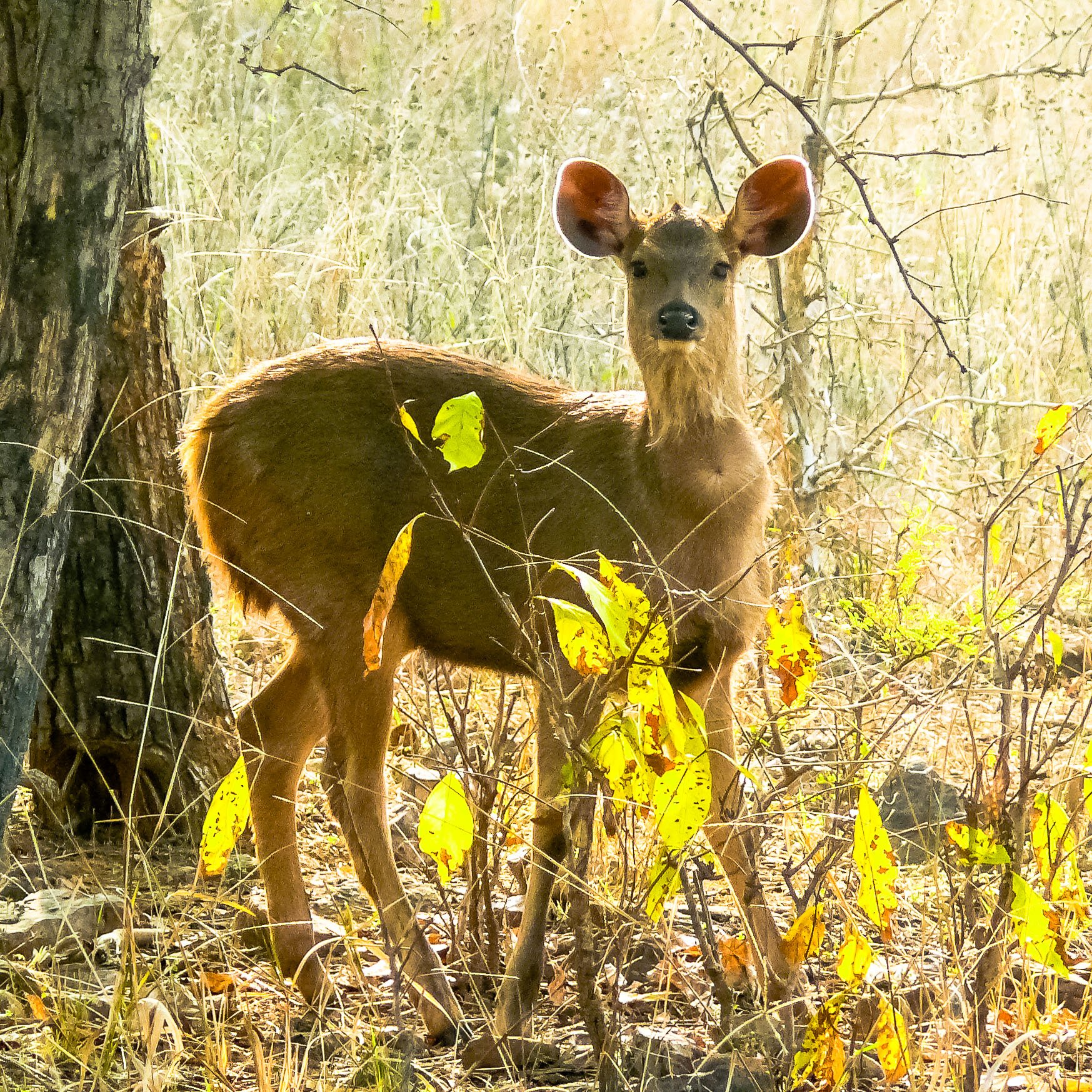 A deer in N. India