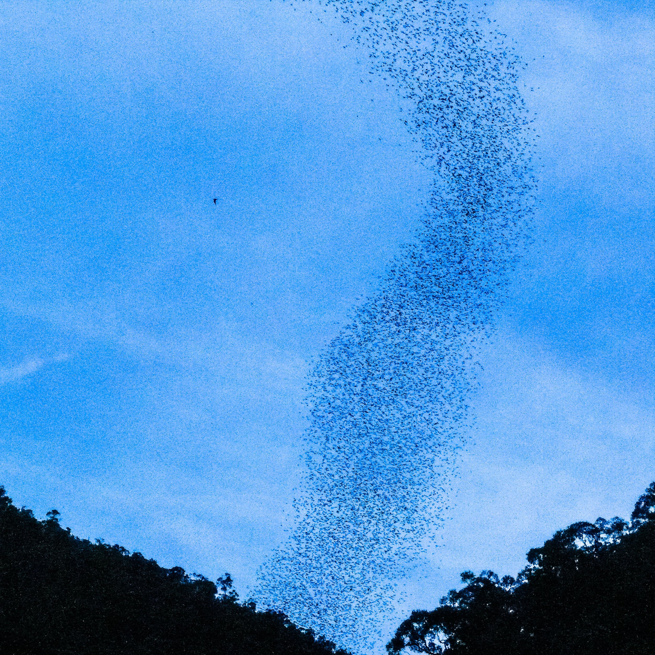 Bats emerge from their cave in Borneo