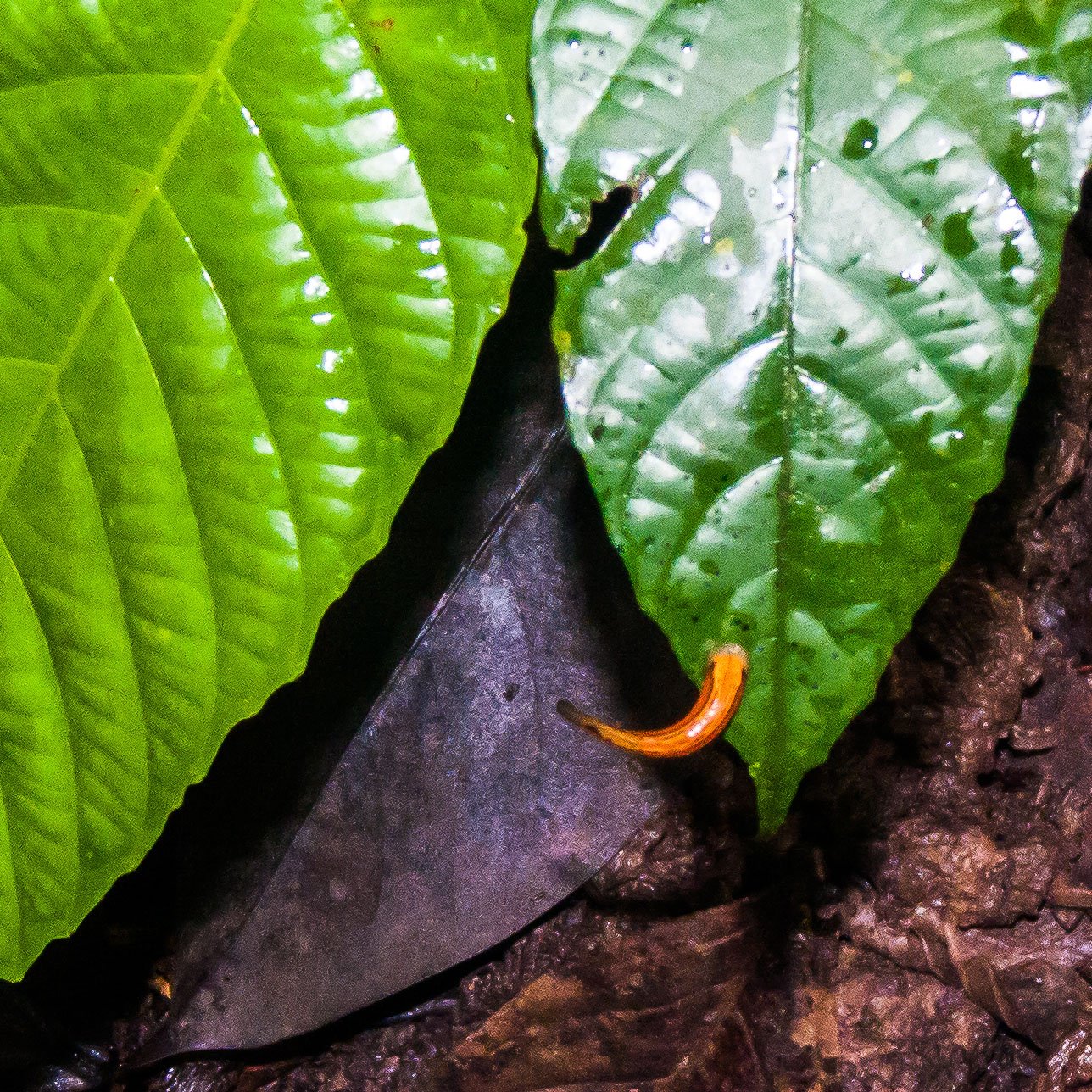 A jungle leech.