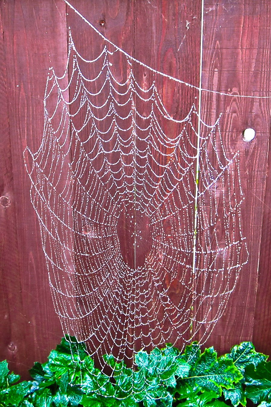 Jewelry in my garden.
