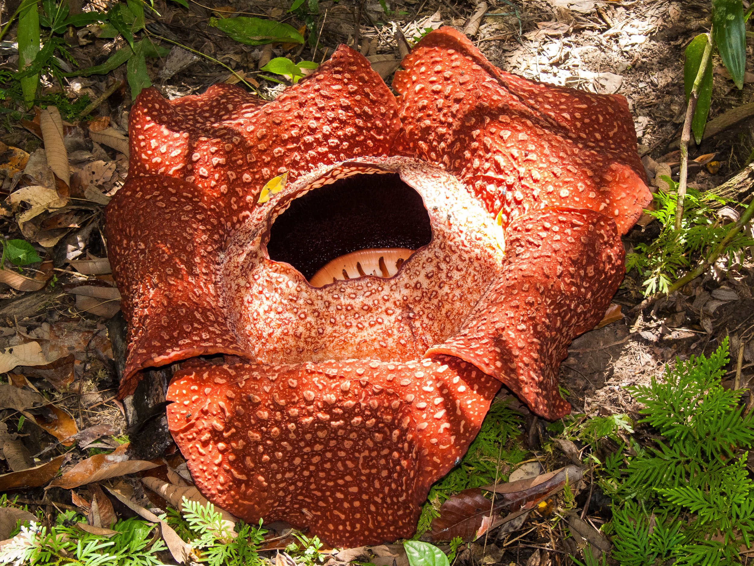 Raffelsia one of the world's largest flowers.