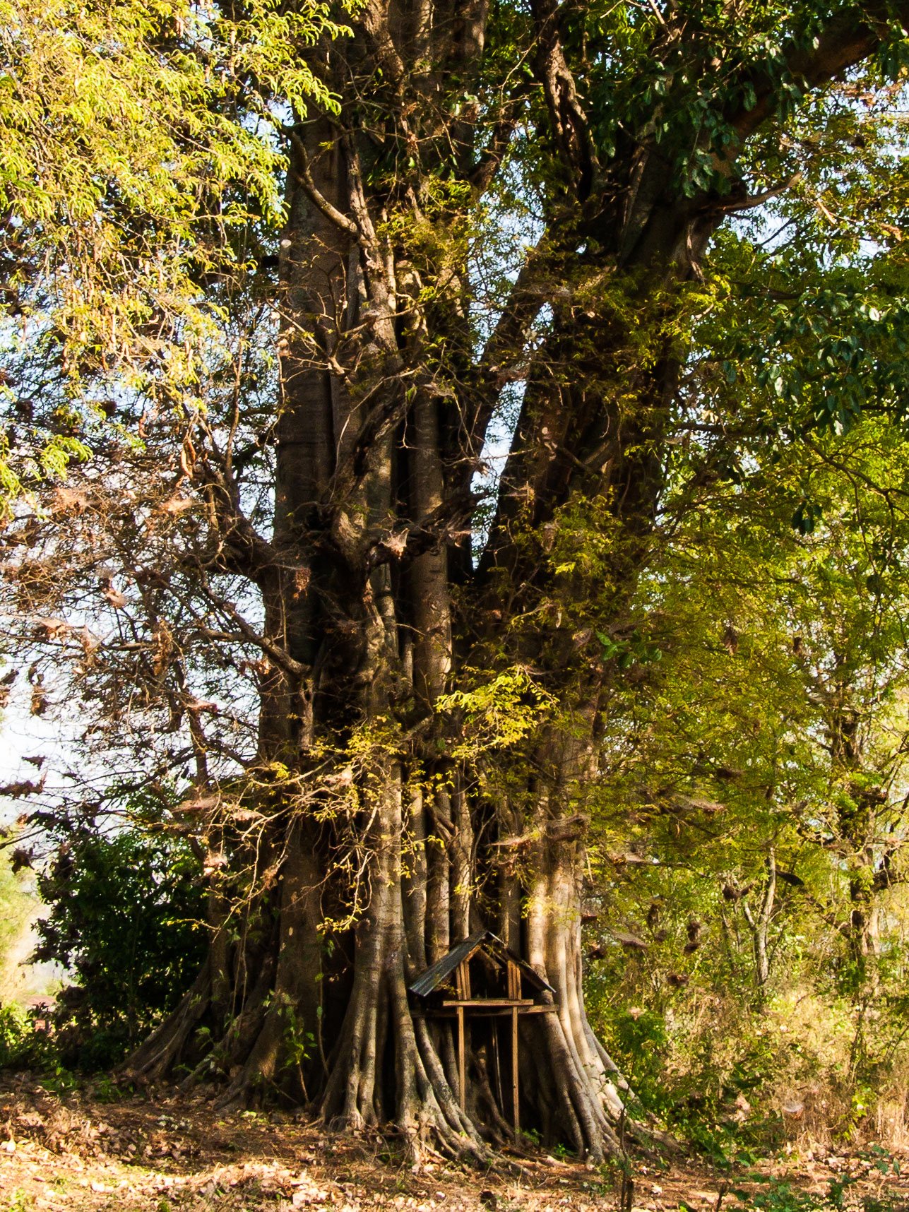 A powerful Spirit (Nat) inhabits this venerable tree in Myanmar.