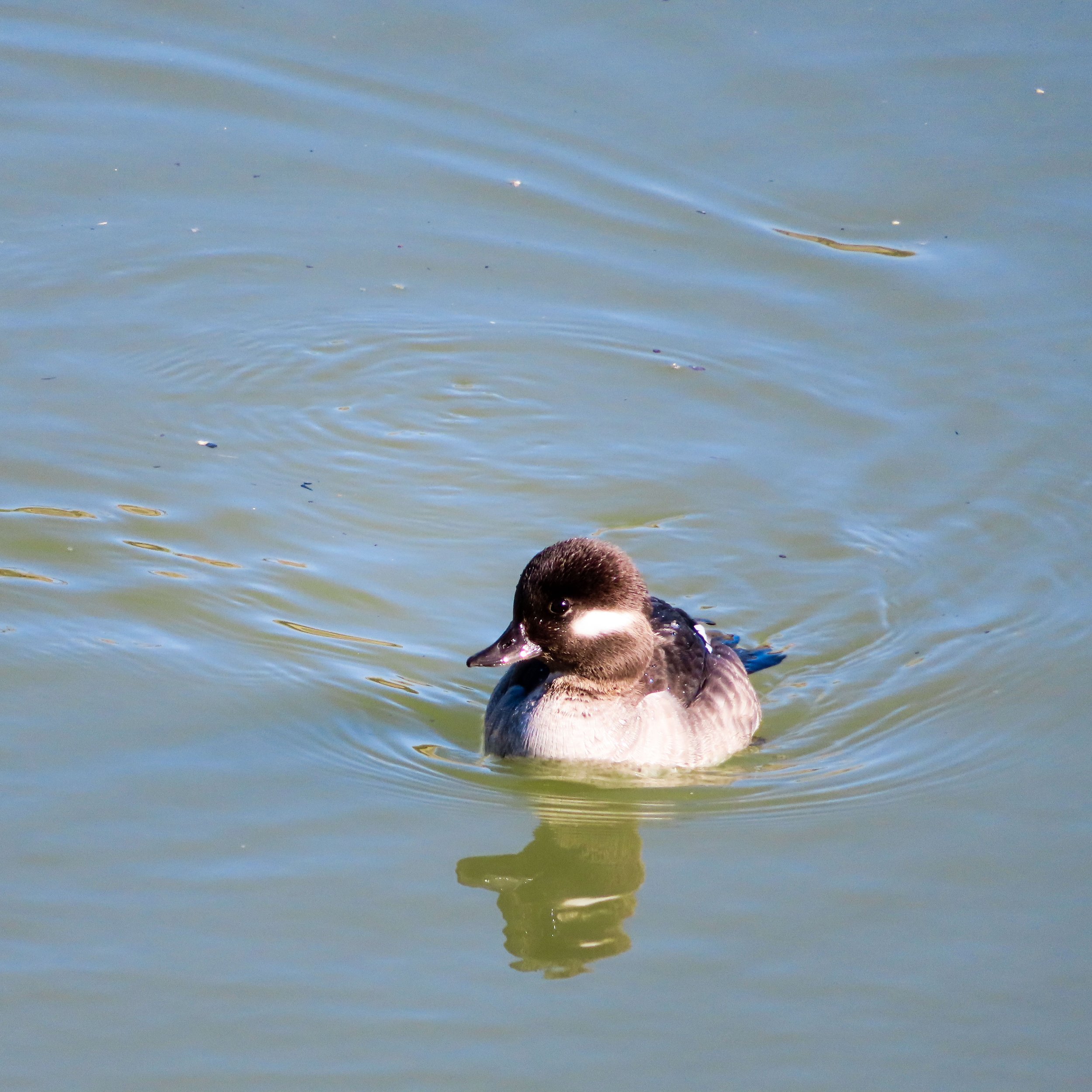 A little diving duck.
