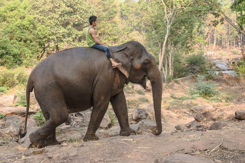 Elephant bath 3 in Laos.