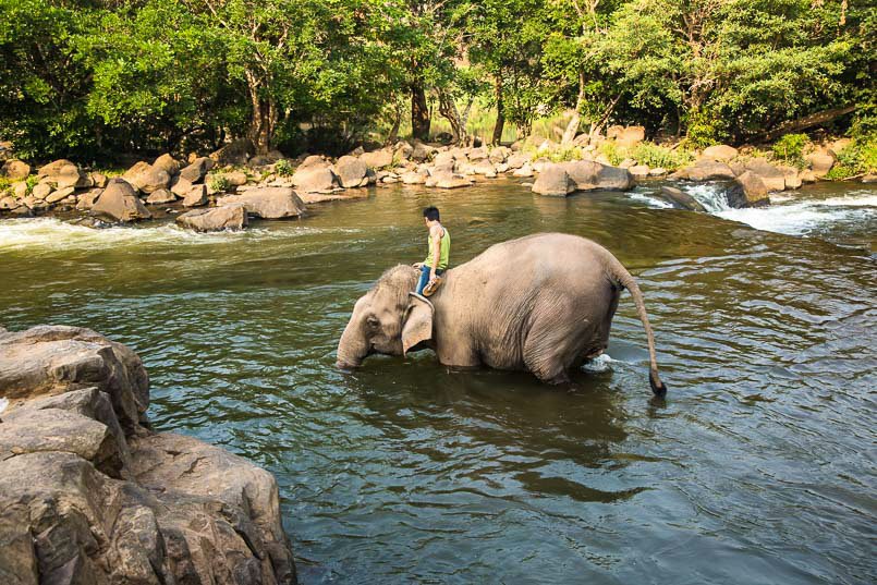 Elephant bath 1 in Laos