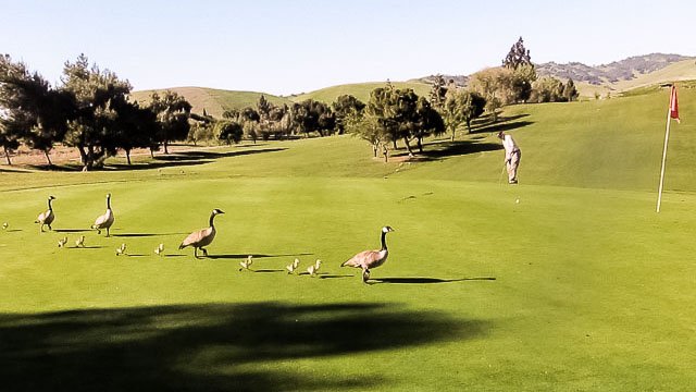 A goose march!