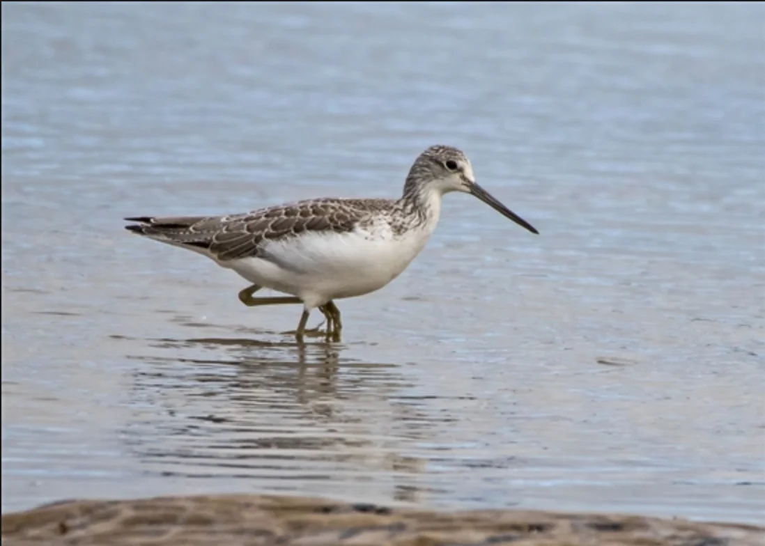Photo Credit: RSPB Titchwell