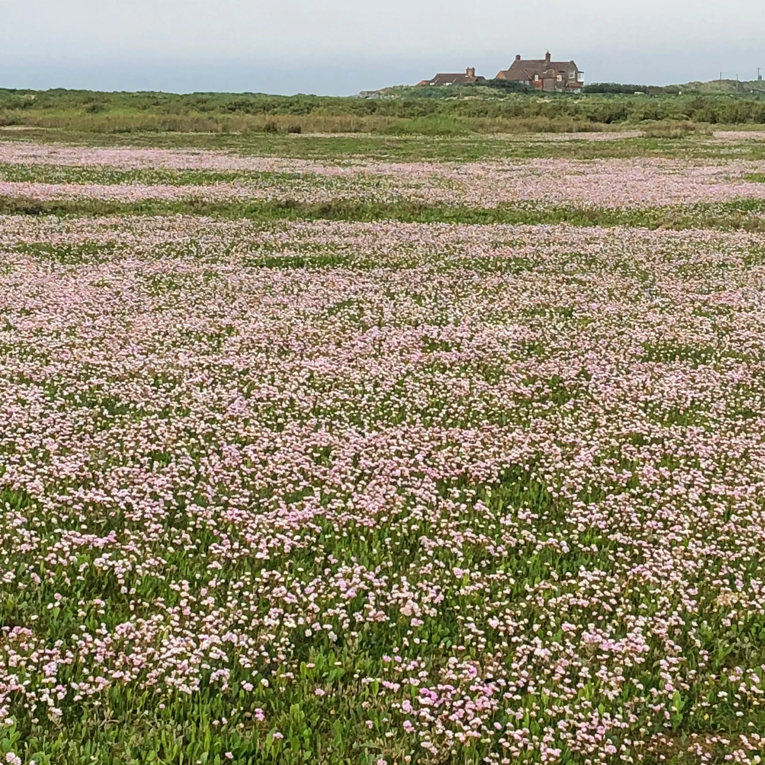 The North Norfolk Saltmarshes