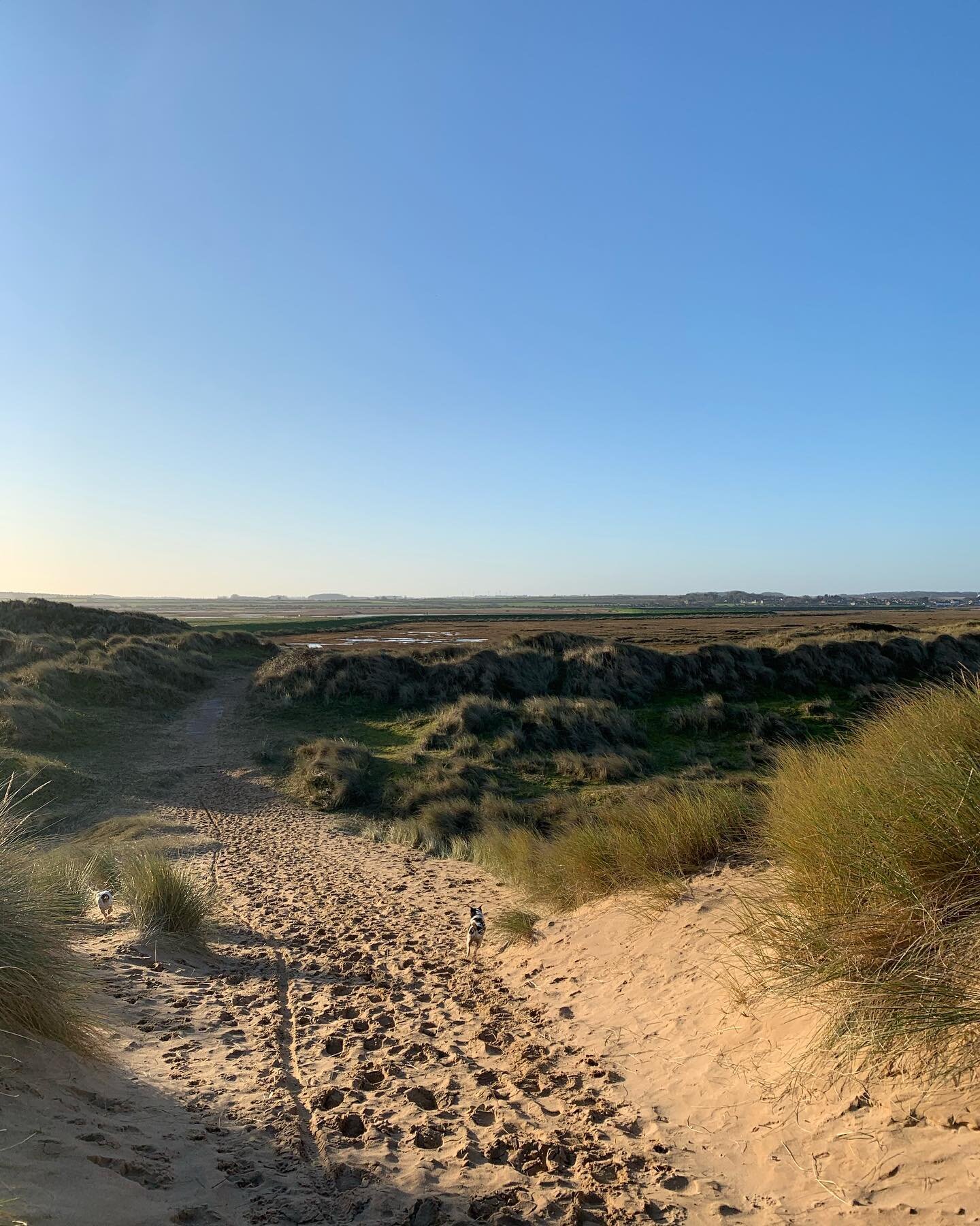 Just the most beautiful weekend in North Norfolk #spotthejackrussell #jackrussell #burhamoverystaithe #northnorfolk #walk #nature #naturephotography #beachlife #weekend #saturday #escapetothecoast #escapetothecountry #getaway #brancaster #blueskydays