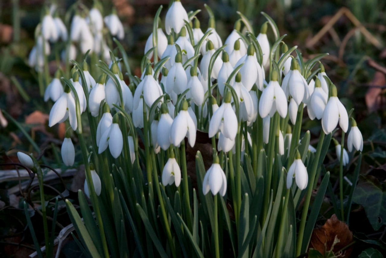 Snowdrop Walks at Beautiful Walsingham Abbey
