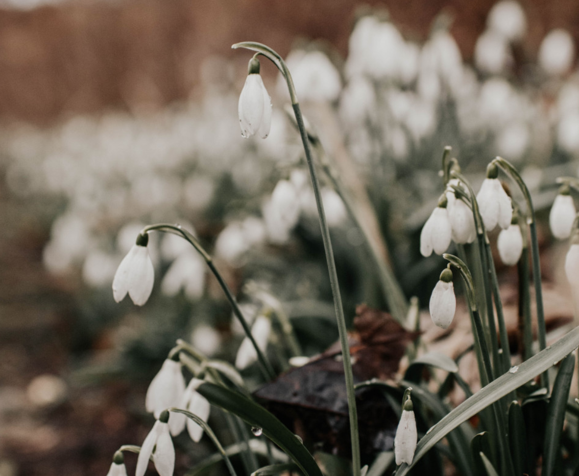 Guided Snowdrop Walk at Royal Sandringham Estate