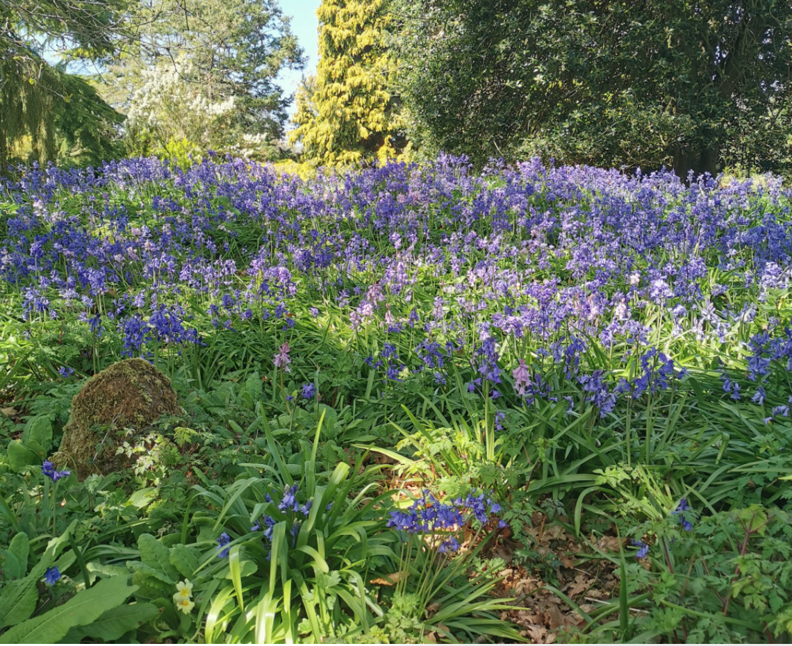 Early Spring Weekend Garden Opening at Royal Sandringham - February and March