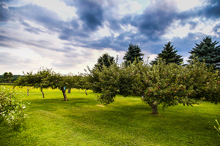 Web-orchard.jpg