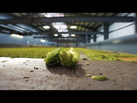 Hop Harvest 2017 Video