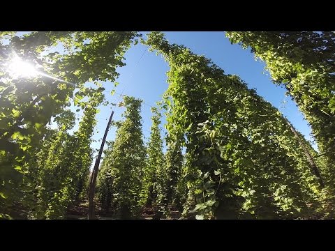 Hop Harvest Video 2014