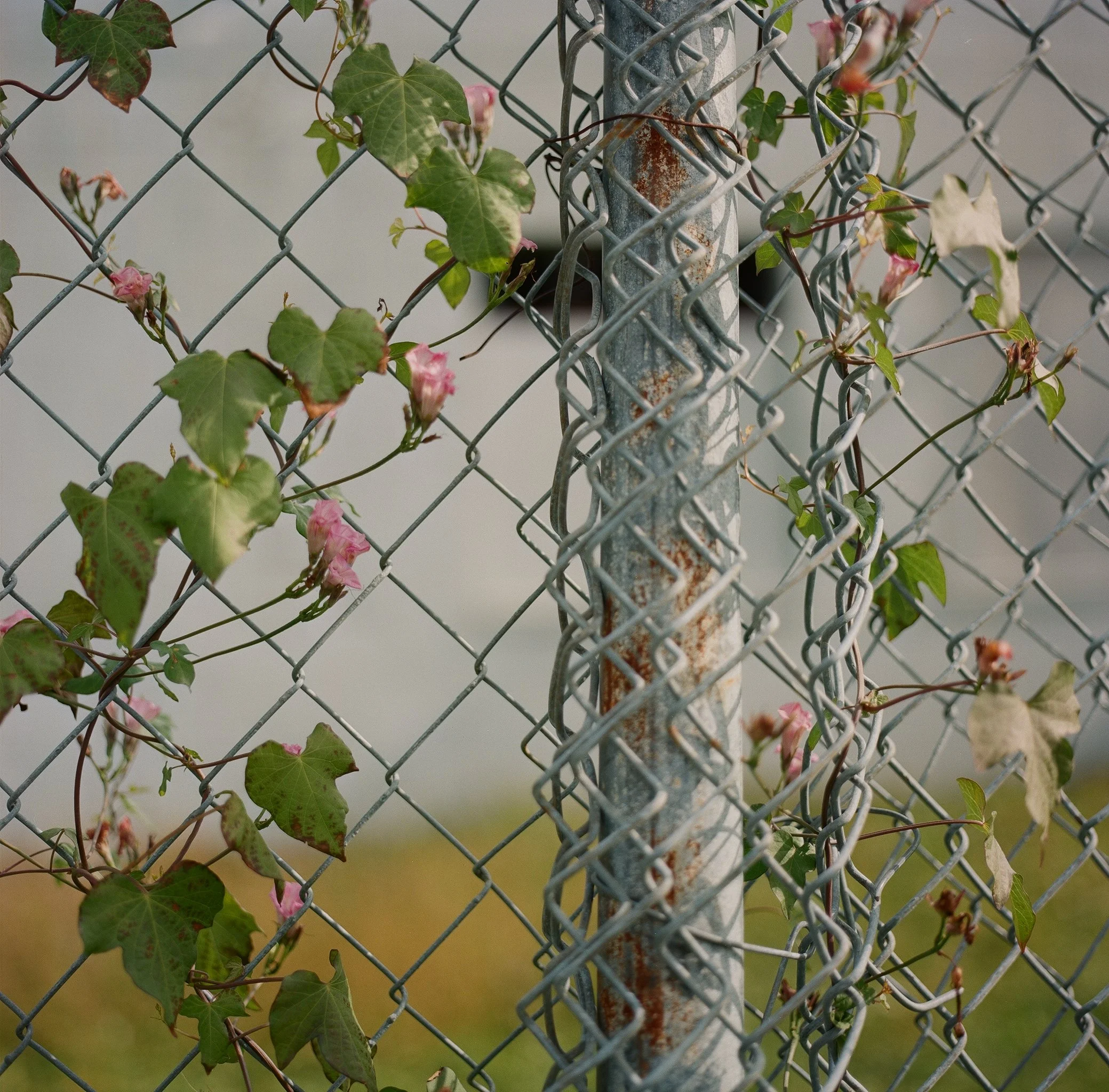 Before Winter on Haskell Ave. 