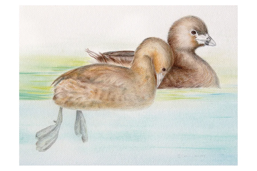 web grebe.jpg
