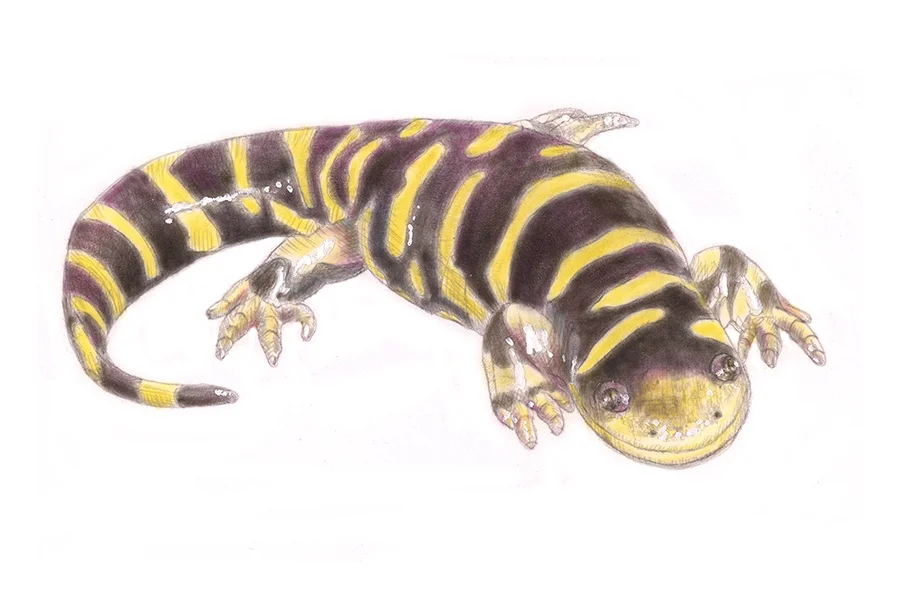 Web tiger salamander.jpg