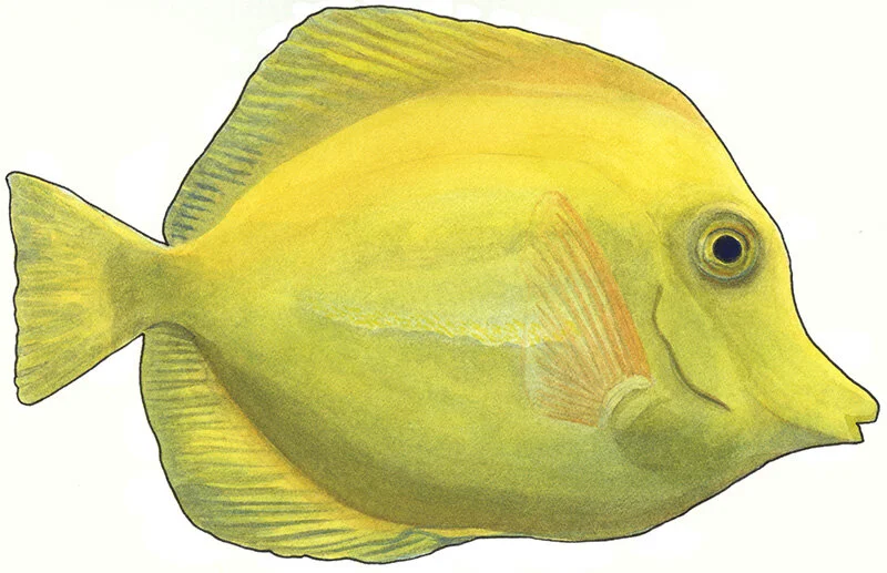 yellow tang crop.jpg