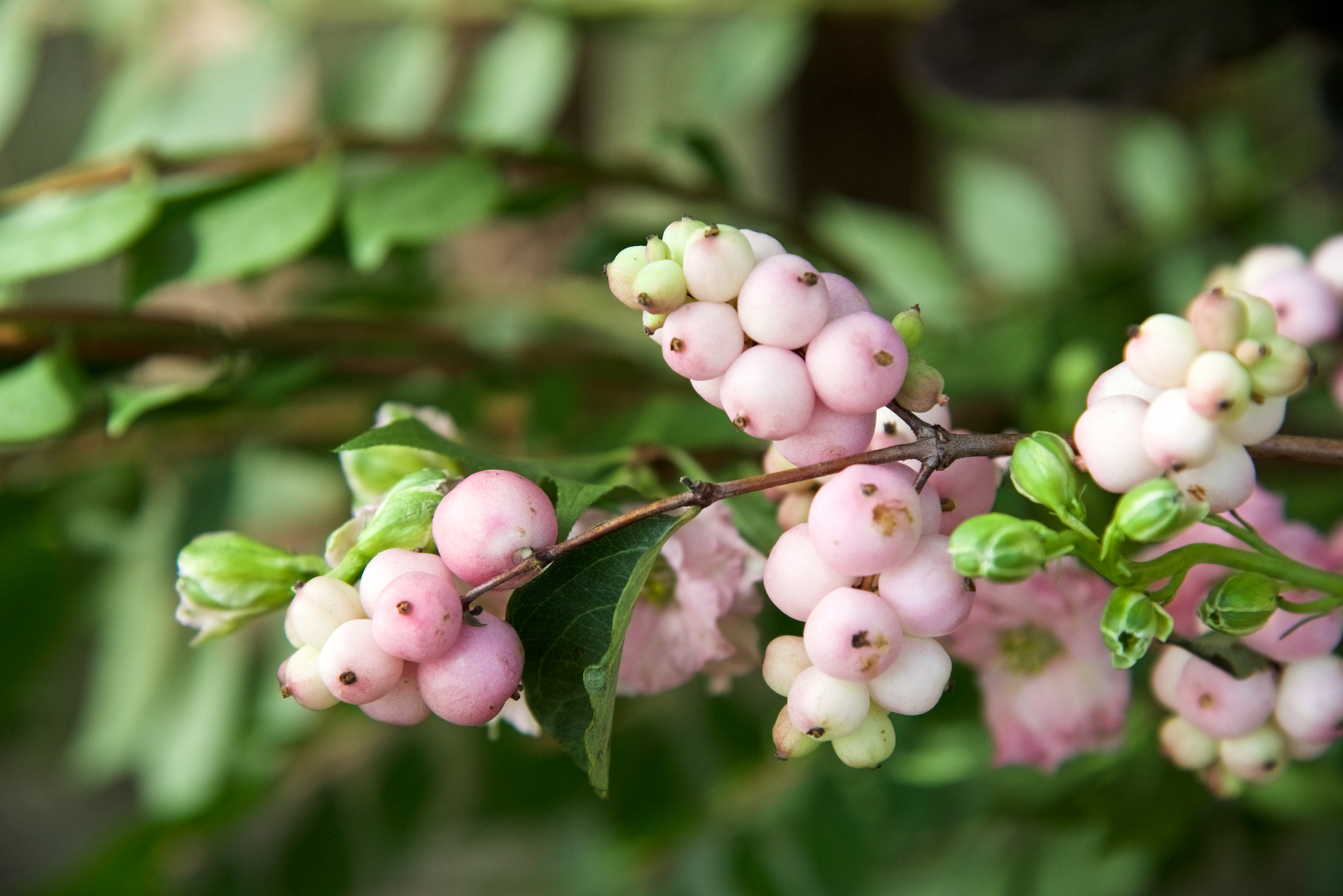 Coral Berry