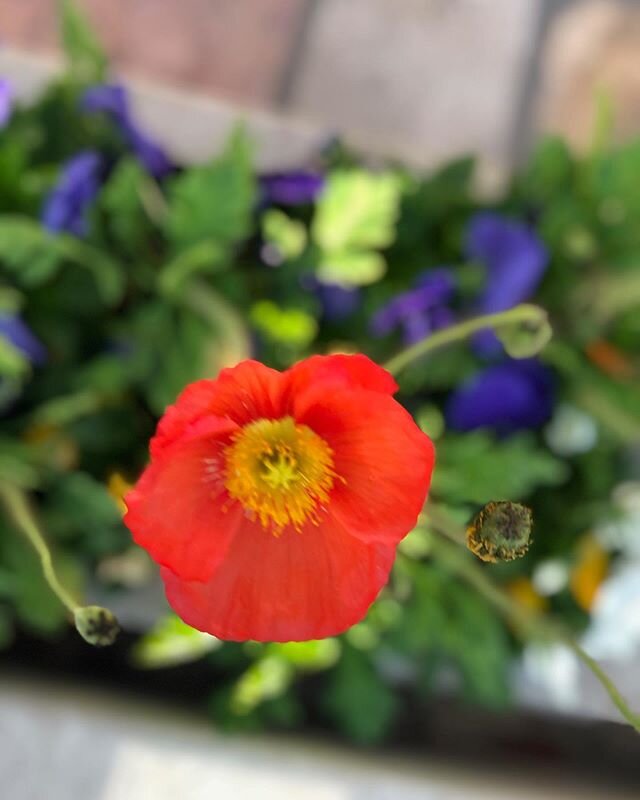 Nature doing the beauty. Spotted + wanted to share....#poppyseason 2020.