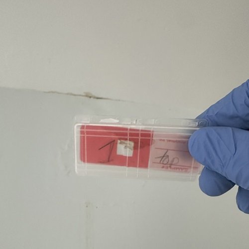 material sample for mold presence by tape lift.jpg