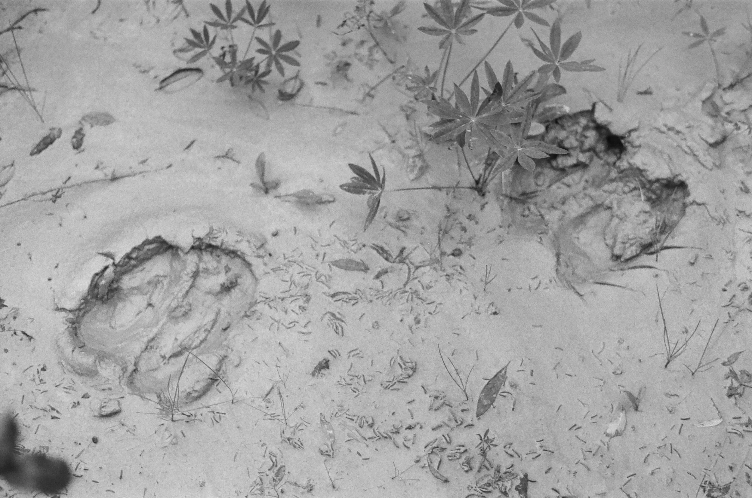 Moose Track . 2016 35mm