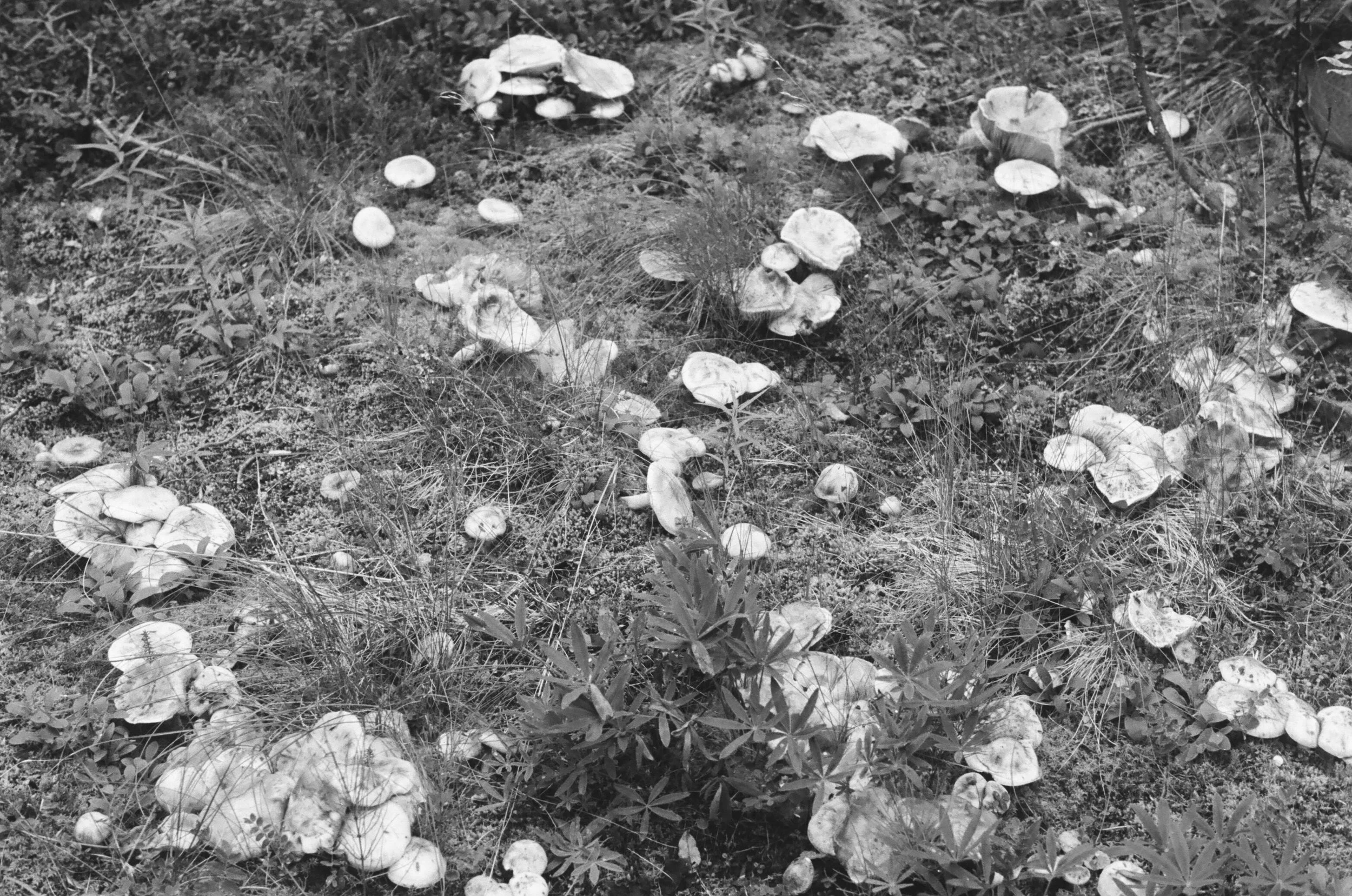 Mushrooms . 2016 35mm
