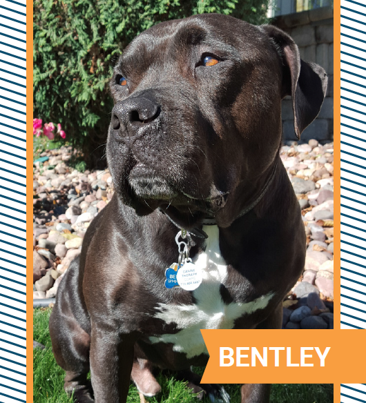 bently.png