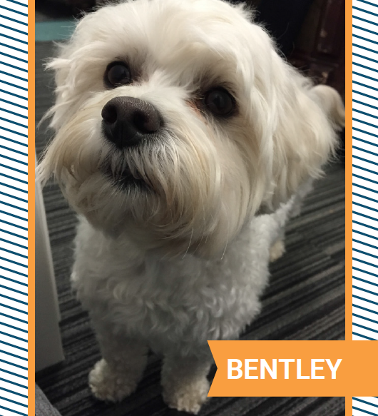 bently s.png