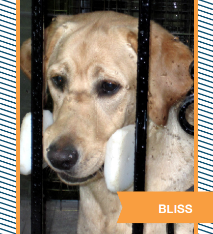 bliss.png
