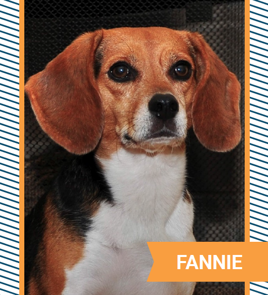 fannie.png