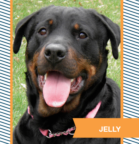 jelly.png