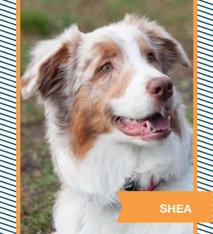 shea.png