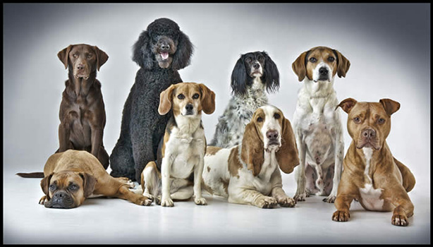 From left: Jersey, Prada, Giza, Sherman, Baguette, Emma, Dubs and Turner (photo courtesy of Joy Schmoll)