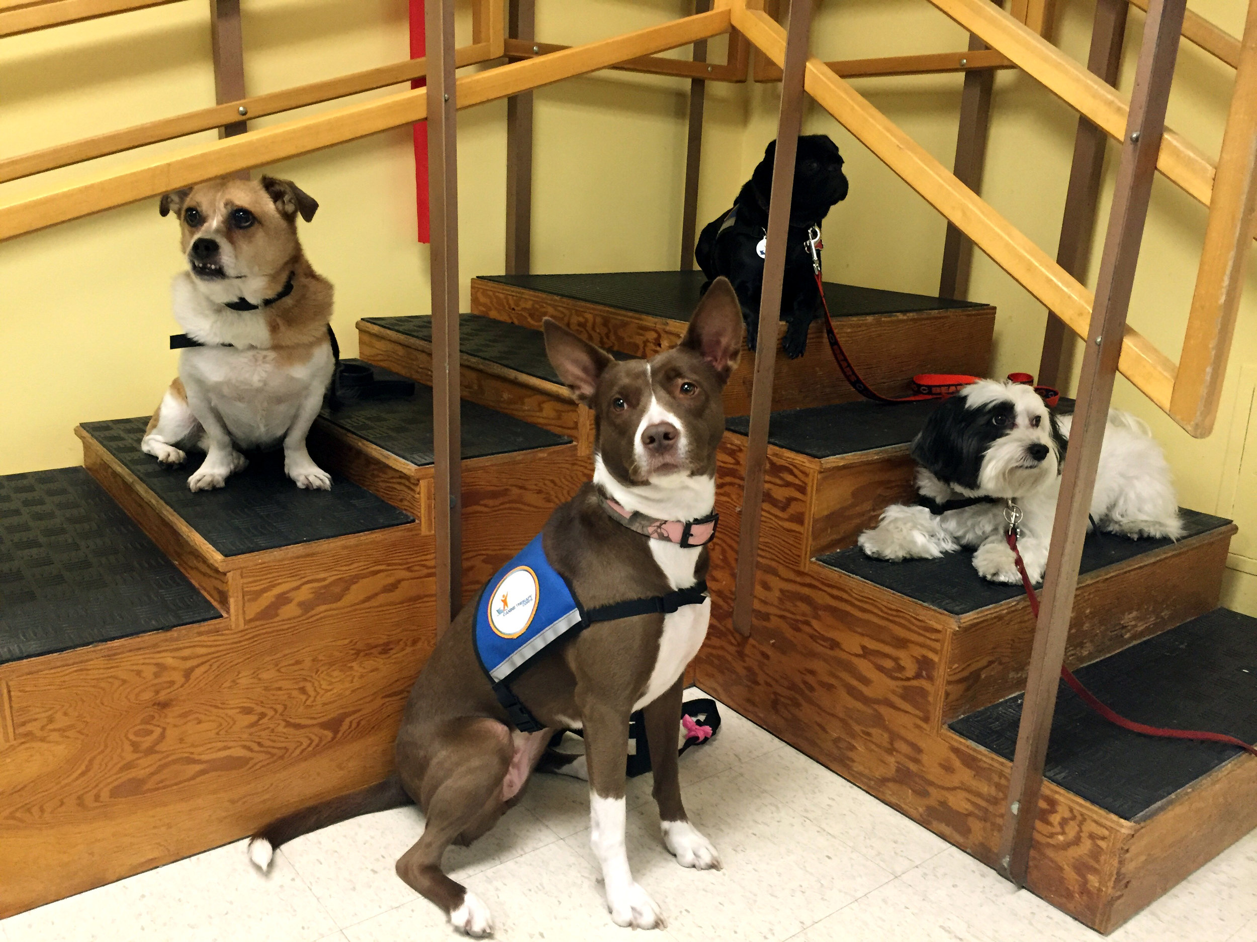 (Left to right) Harvey, Jae, Payton and Mango assist patients in physical rehabilitation.