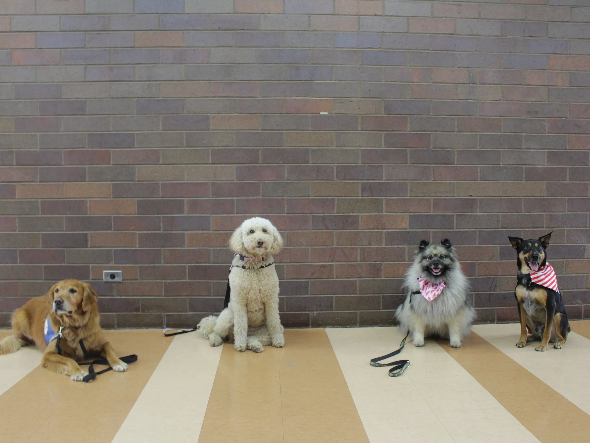 Dogs.jpg