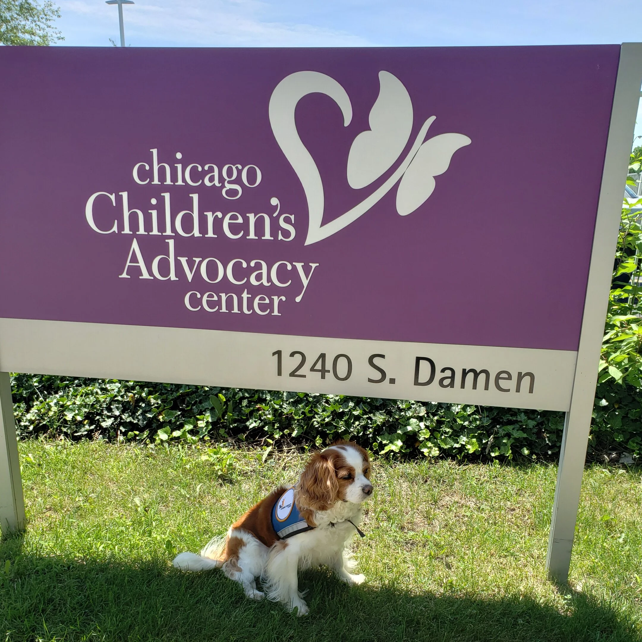 Olive is one of many dogs who help children reduce anxiety while waiting for their appointments at Chicago Children's Advocacy Center.