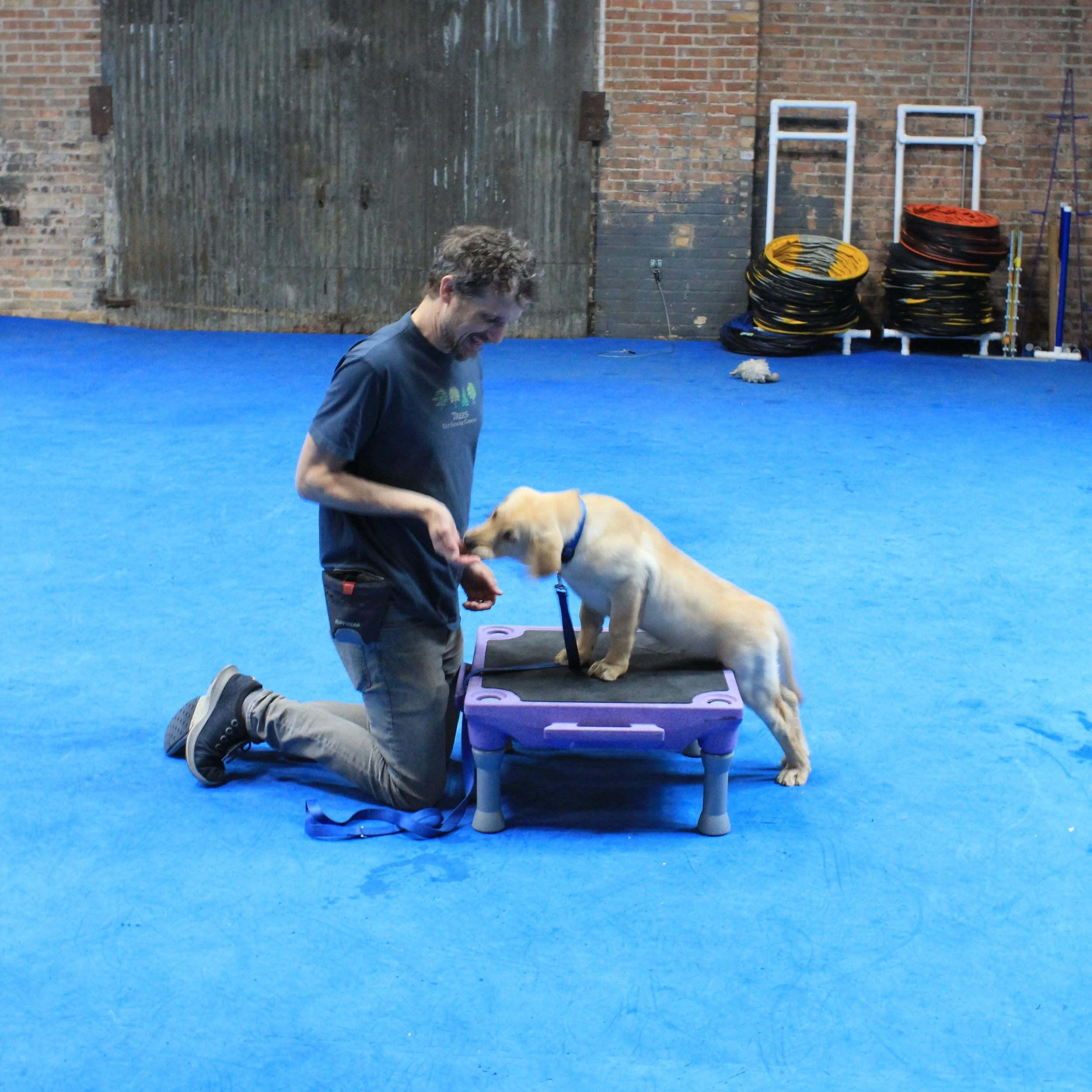 Group Training Puppy & Dog Training Near Me Canine Therapy Corps