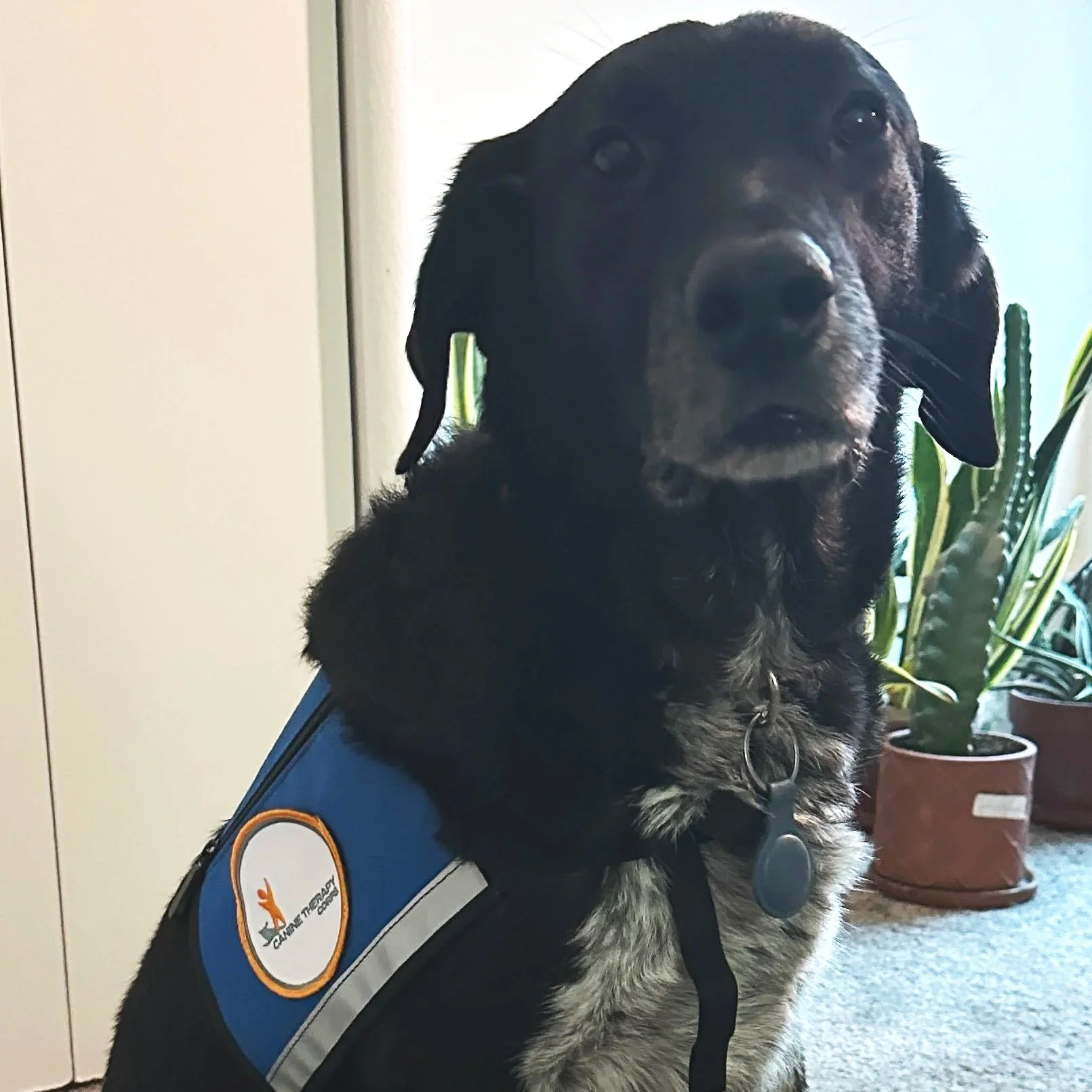 Luca