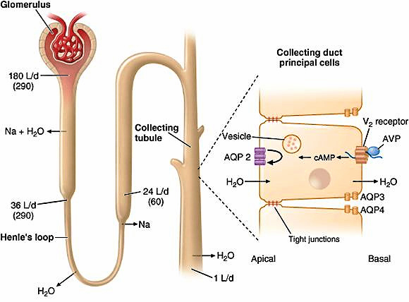 diabetes insipidus guidelines endocrine society)