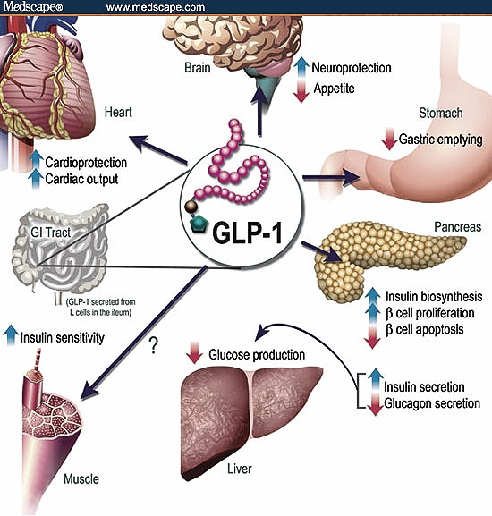 New GLP1 Agonist for Diabetes Type II — GT Health