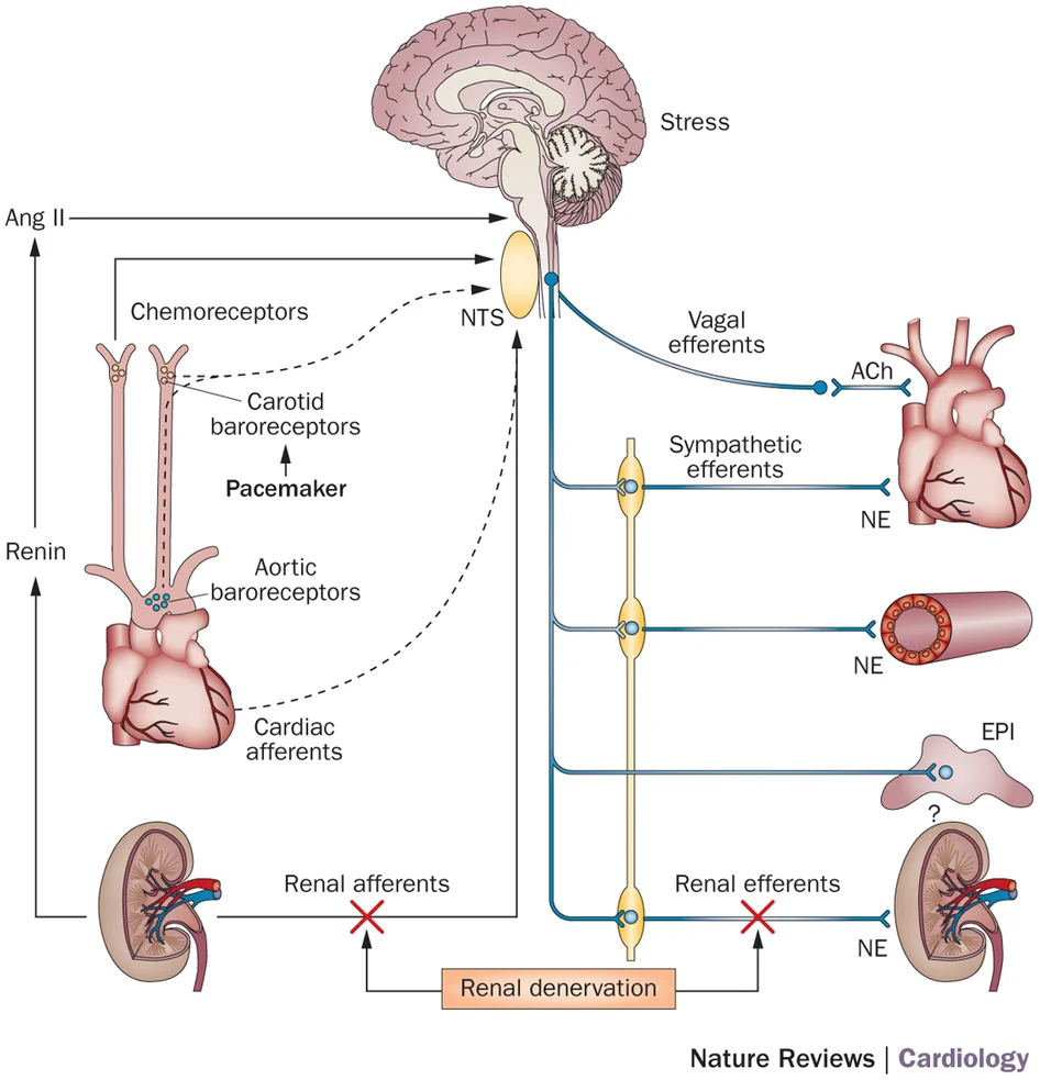 Regulation Of Blood Pressure By Baroreceptor Mechanism