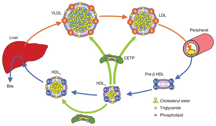 Cholesterol-transportAbbreviations-CETP-cholesteryl-ester-transfer-protein-HDL.png